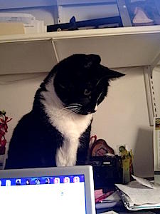 Zoe On Top of Desk