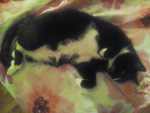 Sylvester demonstrates Cat Yoga