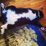 Sylvester Cat Yoga Pose